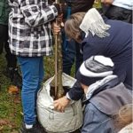 Martin-Luther-Apfelbaum im Falkenhagener Feld